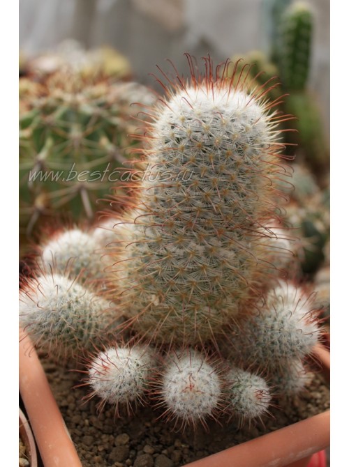 Маммиллярия атласная (Mammillaria bombycina, маммилярия бомбицина)