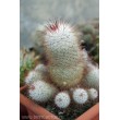 Маммиллярия атласная (Mammillaria bombycina, маммилярия бомбицина)