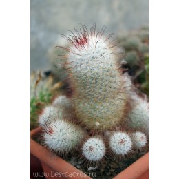 Маммиллярия атласная (Mammillaria bombycina, маммилярия бомбицина)