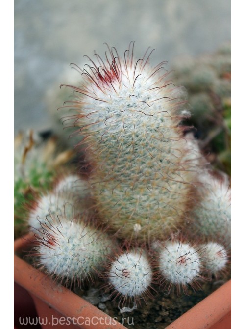 Маммиллярия атласная (Mammillaria bombycina, маммилярия бомбицина)