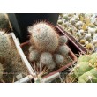 Маммиллярия атласная (Mammillaria bombycina, маммилярия бомбицина)