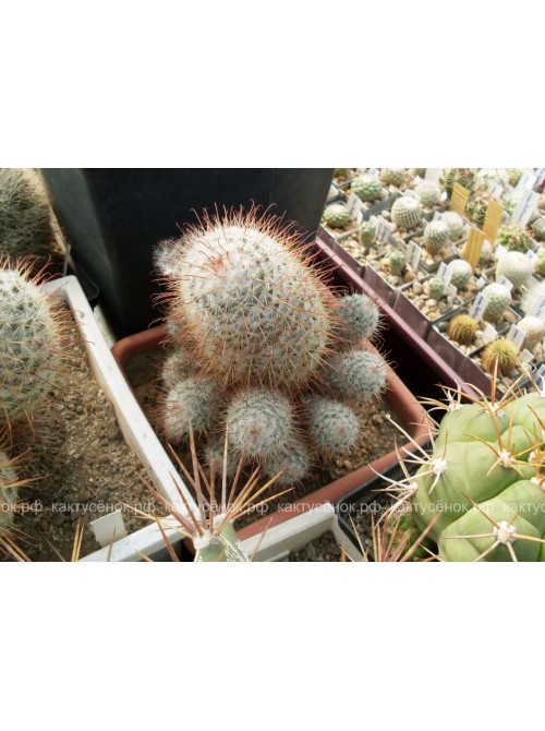 Маммиллярия атласная (Mammillaria bombycina, маммилярия бомбицина)