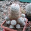 Маммиллярия атласная (Mammillaria bombycina, маммилярия бомбицина)