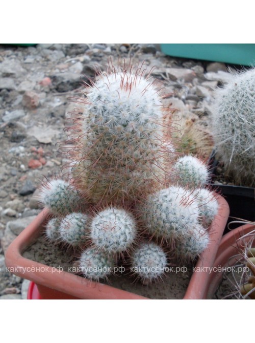 Маммиллярия атласная (Mammillaria bombycina, маммилярия бомбицина)