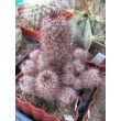 Маммиллярия мазатланенсис (Mammillaria mazatlanensis)