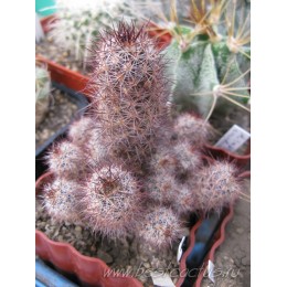 Маммиллярия мазатланенсис (Mammillaria mazatlanensis)