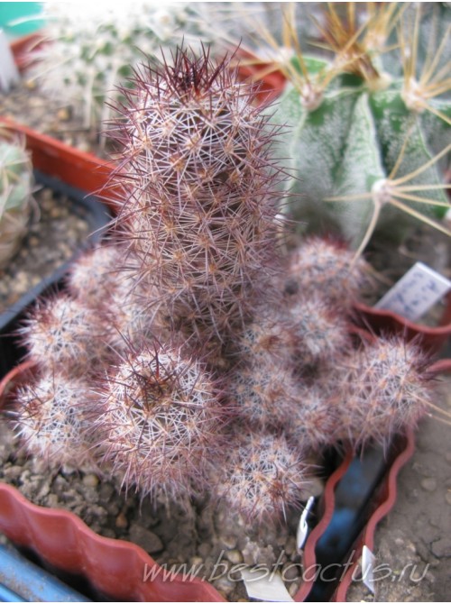 Маммиллярия мазатланенсис (Mammillaria mazatlanensis)