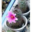 Маммиллярия мазатланенсис (Mammillaria mazatlanensis)