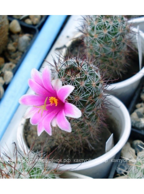 Маммиллярия мазатланенсис (Mammillaria mazatlanensis)