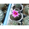 Маммиллярия мазатланенсис (Mammillaria mazatlanensis)