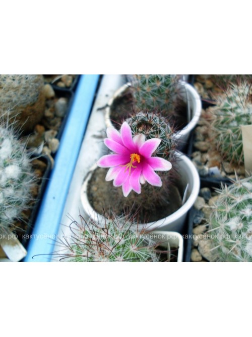 Маммиллярия мазатланенсис (Mammillaria mazatlanensis)