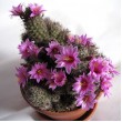 Маммиллярия мазатланенсис (Mammillaria mazatlanensis)