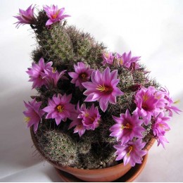 Маммиллярия мазатланенсис (Mammillaria mazatlanensis)