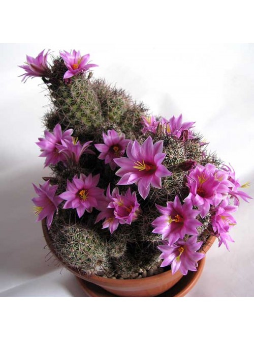 Маммиллярия мазатланенсис (Mammillaria mazatlanensis)