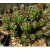 Скалистый кактус с бурыми колючками. Скалистый цереус, цереус перуанский монстрозная форма (Cereus peruvianus f. monstrosa) 60-70 мм
