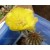 Эхинопсис золотистый (Echinopsis (Lobivia) aurea v. Shaferi)