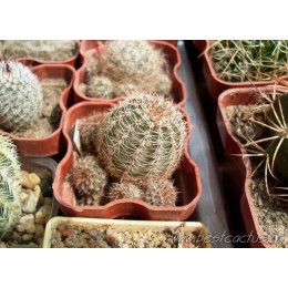 Эхинопсис золотистый (Echinopsis (Lobivia) aurea v. Shaferi)