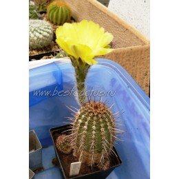 Эхинопсис золотистый (Echinopsis (Lobivia) aurea v. Shaferi)