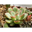 Эхеверия пулидонис (Echeveria pulidonis)