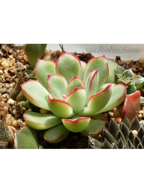 Эхеверия пулидонис (Echeveria pulidonis)