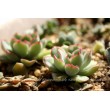 Эхеверия пулидонис (Echeveria pulidonis)