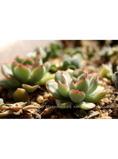 Эхеверия пулидонис (Echeveria pulidonis)