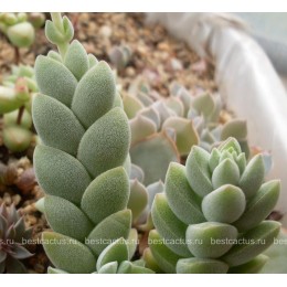 Черенок крассула "Лунное сияние" (Crassula cv. Moon Glow 8057, крассула мунглоу) 