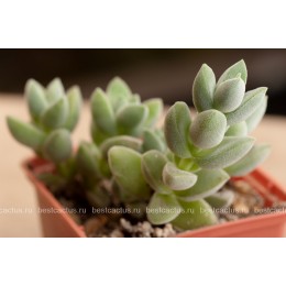 Черенок крассула "Лунное сияние" (Crassula cv. Moon Glow 8057, крассула мунглоу) 