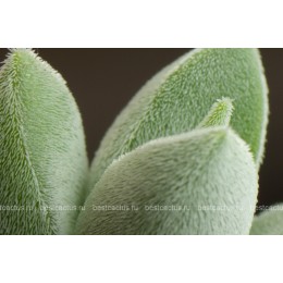 Черенок крассула "Лунное сияние" (Crassula cv. Moon Glow 8057, крассула мунглоу) 