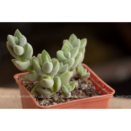 Черенок крассула "Лунное сияние" (Crassula cv. Moon Glow 8057, крассула мунглоу) 