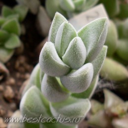 Черенок крассула "Лунное сияние" (Crassula cv. Moon Glow 8057, крассула мунглоу) 