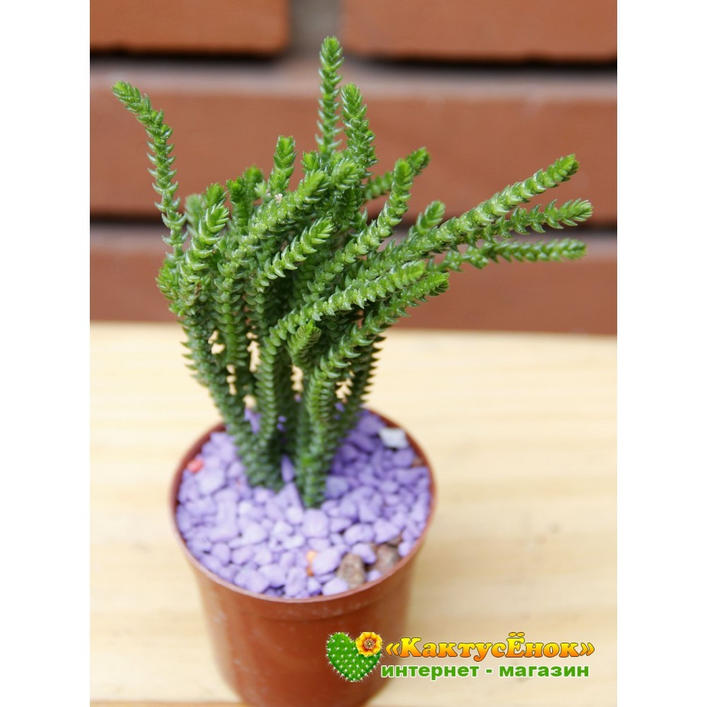 Черенок Крассула (Толстянка) плауновидная (Crassula lycopodioides ...