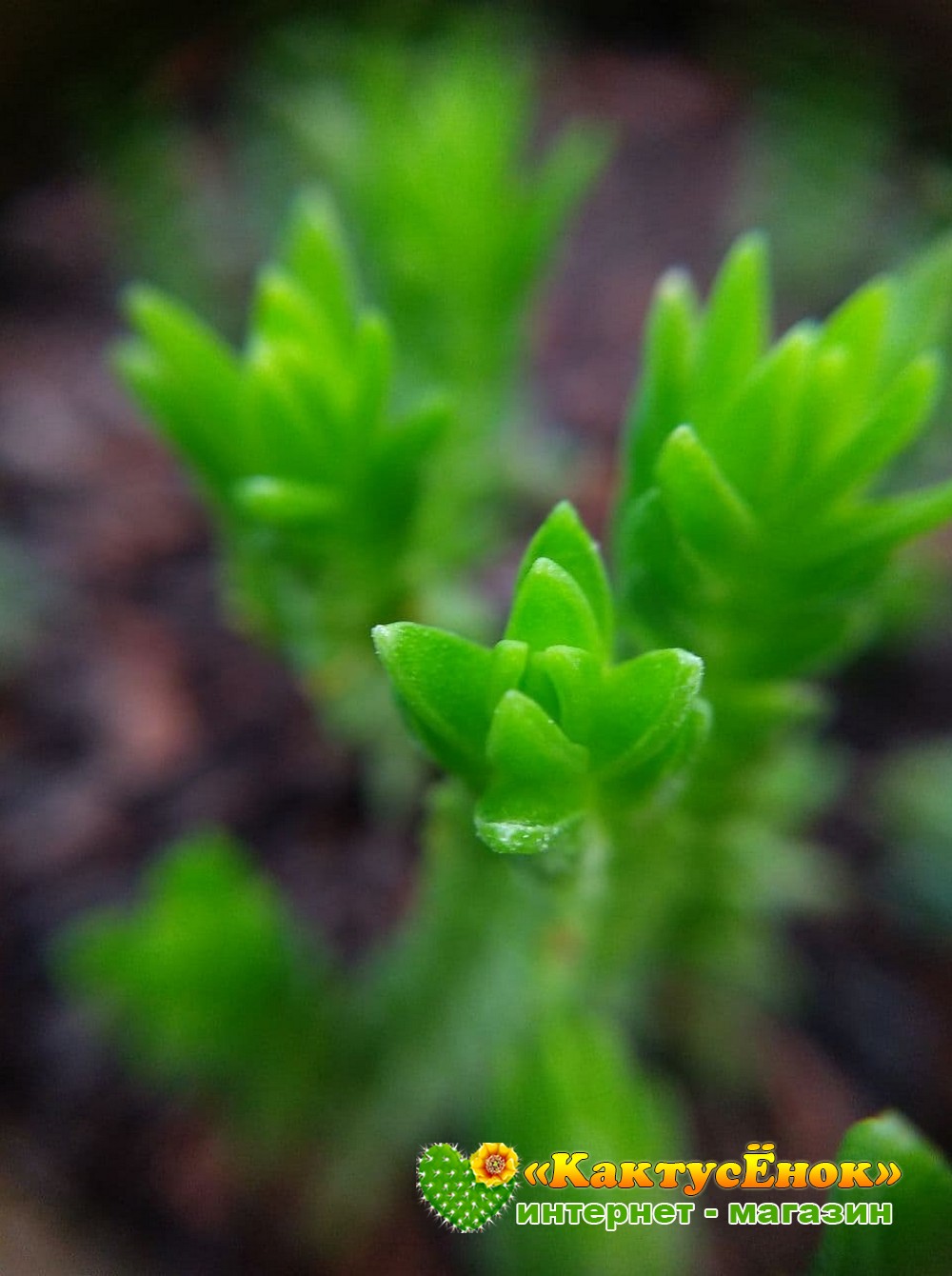 Черенок Крассула (Толстянка) плауновидная (Crassula lycopodioides, крассула  ликоподиоидес)