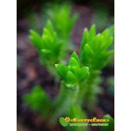 Черенок крассула (Толстянка) плауновидная (Crassula lycopodioides, крассула ликоподиоидес)