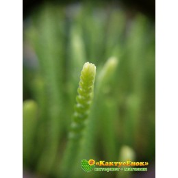 Черенок крассула (Толстянка) плауновидная (Crassula lycopodioides, крассула ликоподиоидес)