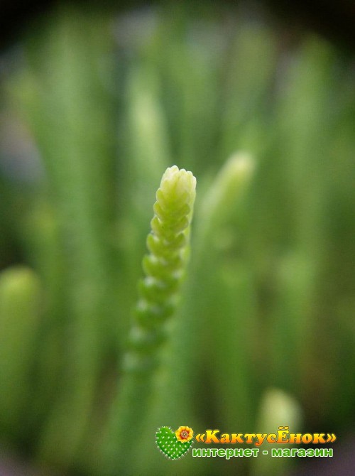 Черенок Крассула (Толстянка) плауновидная (Crassula lycopodioides, крассула ликоподиоидес)