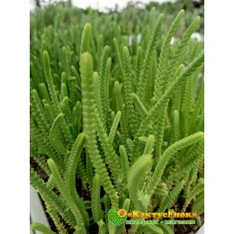 Черенок крассула (Толстянка) плауновидная (Crassula lycopodioides, крассула ликоподиоидес)