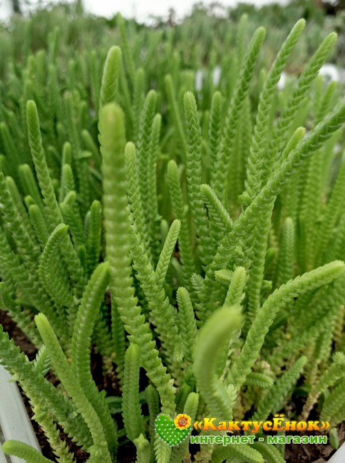 Черенок Крассула (Толстянка) плауновидная (Crassula lycopodioides, крассула ликоподиоидес)