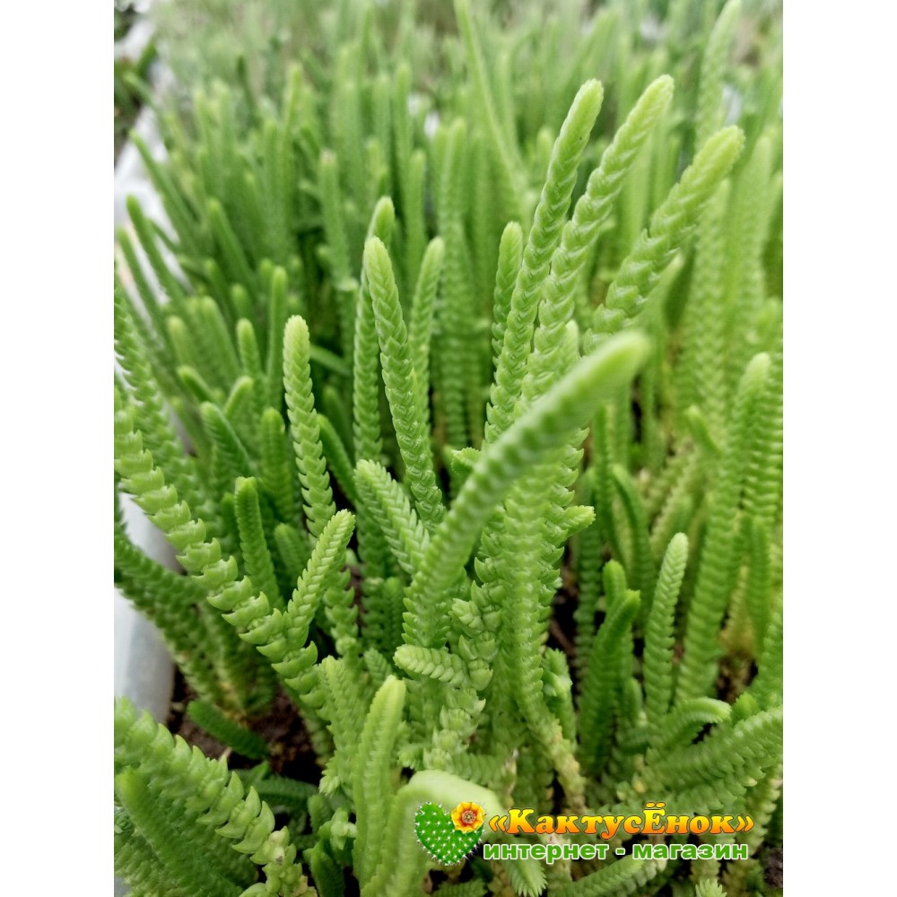 Черенок Крассула (Толстянка) плауновидная (Crassula lycopodioides ...