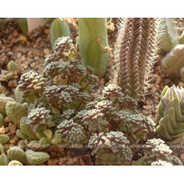 Черенок Монантес Муралис (Monanthes muralis)