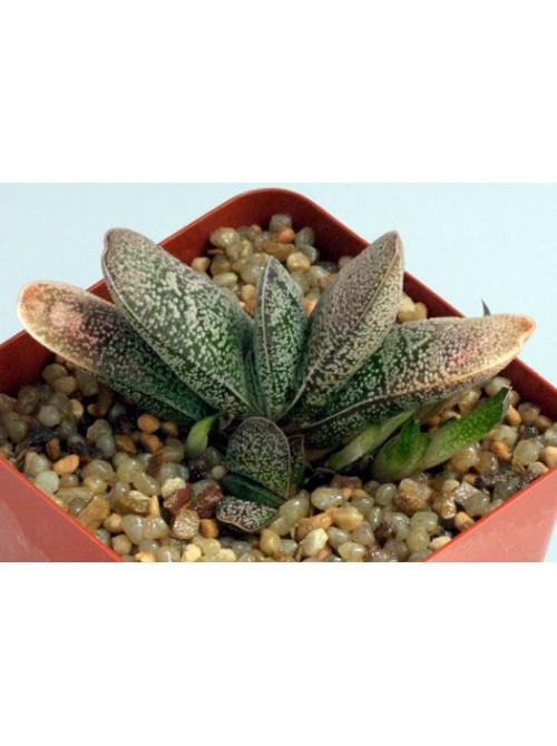 Гастерия Бейлиса (Gasteria baylissiana)