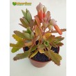 Черенок Каланхоэ пильчатолистное (Kalanchoe serratifolium, каланхоэ серратифолиум)