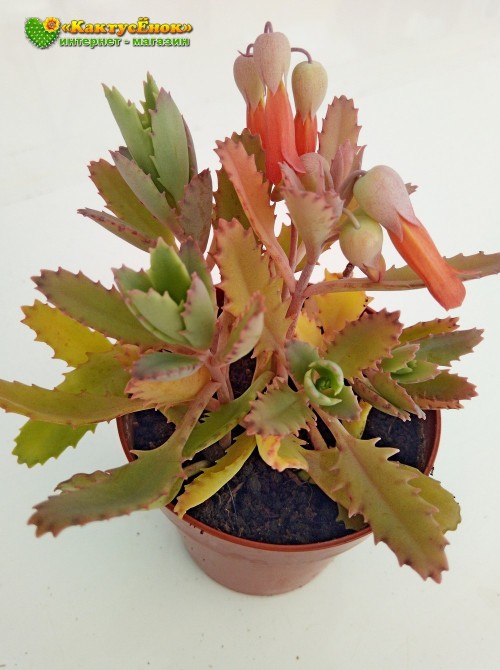 Черенок Каланхоэ пильчатолистное (Kalanchoe serratifolium, каланхоэ серратифолиум)