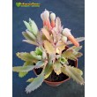 Черенок Каланхоэ пильчатолистное (Kalanchoe serratifolium, каланхоэ серратифолиум)