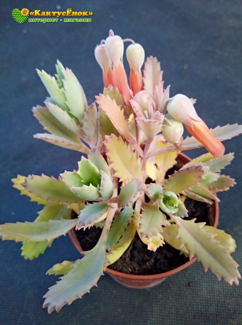 Черенок Каланхоэ пильчатолистное (Kalanchoe serratifolium, каланхоэ серратифолиум)