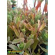 Черенок Каланхоэ пильчатолистное (Kalanchoe serratifolium, каланхоэ серратифолиум)