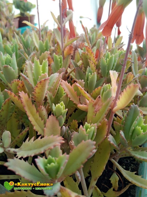 Черенок Каланхоэ пильчатолистное (Kalanchoe serratifolium, каланхоэ серратифолиум)