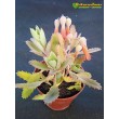 Черенок Каланхоэ пильчатолистное (Kalanchoe serratifolium, каланхоэ серратифолиум)