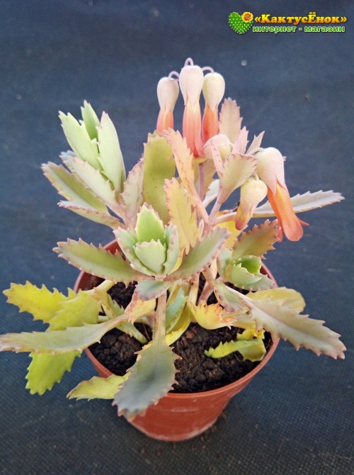 Черенок Каланхоэ пильчатолистное (Kalanchoe serratifolium, каланхоэ серратифолиум)