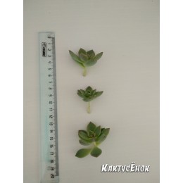 Черенок граптоверия Титубанс (Graptoveria Titubans)